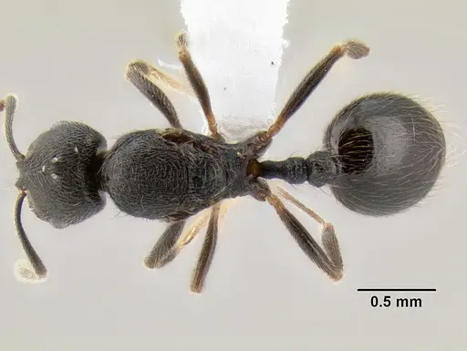 Stenamma picopicucha specimen CASENT0621374 image casent0621374_1