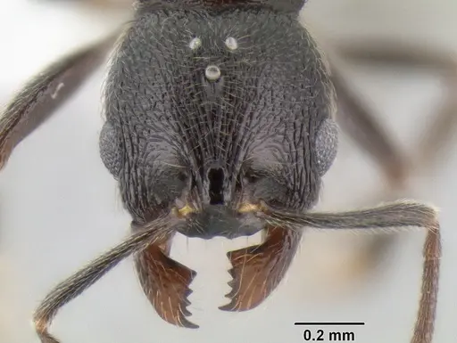 Stenamma picopicucha specimen CASENT0621374 image casent0621374_2