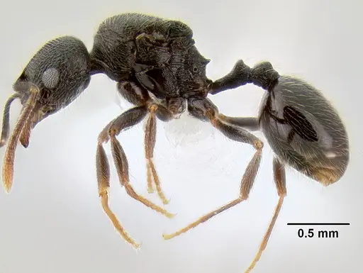 Stenamma picopicucha specimen CASENT0621374 image casent0621374_3