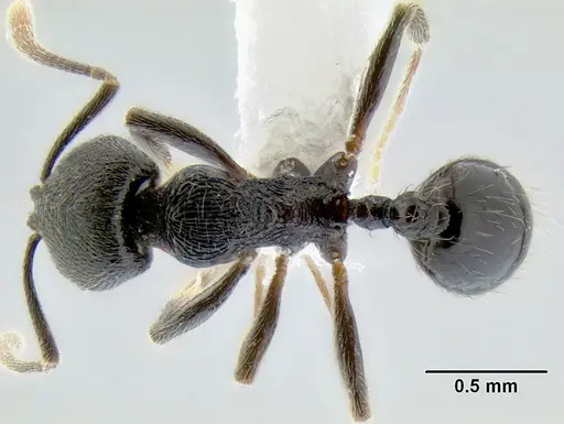 Stenamma picopicucha specimen CASENT0622155 image casent0622155_1