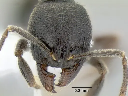 Stenamma picopicucha specimen CASENT0622155 image casent0622155_2