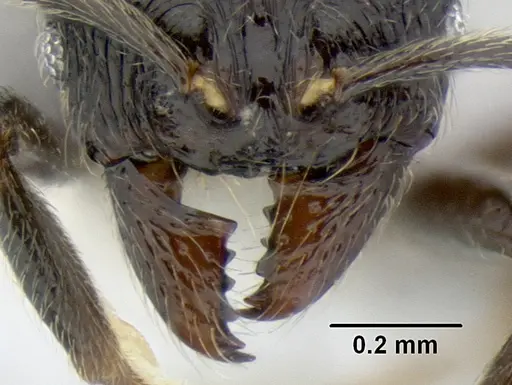 Stenamma picopicucha specimen CASENT0622155 image casent0622155_3