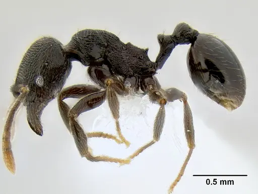 Stenamma picopicucha specimen CASENT0622155 image casent0622155_4