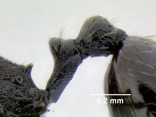 Stenamma picopicucha specimen CASENT0622155 image casent0622155_5