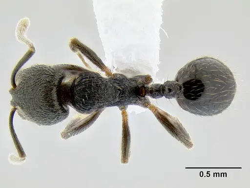 Stenamma picopicucha specimen CASENT0622753 image casent0622753_1
