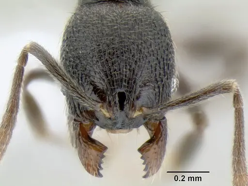 Stenamma picopicucha specimen CASENT0622753 image casent0622753_2