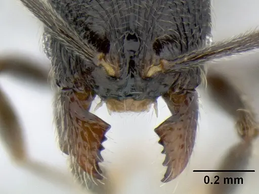 Stenamma picopicucha specimen CASENT0622753 image casent0622753_3