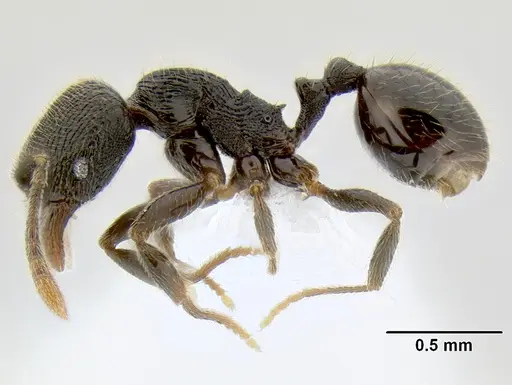 Stenamma picopicucha specimen CASENT0622753 image casent0622753_4