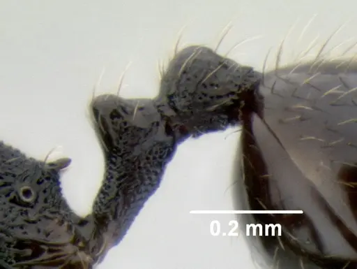 Stenamma picopicucha specimen CASENT0622753 image casent0622753_5
