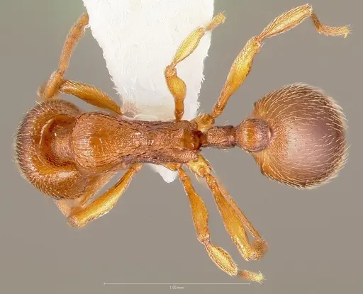 Stenamma punctatoventre specimen CASENT0005817 image casent0005817_1