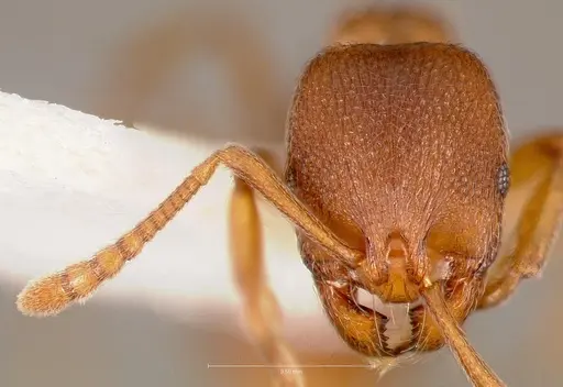Stenamma punctatoventre specimen CASENT0005817 image casent0005817_2