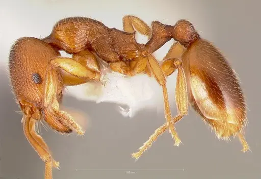 Stenamma punctatoventre specimen CASENT0005817 image casent0005817_3