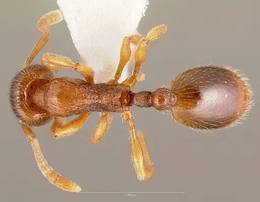 Stenamma punctatoventre specimen CASENT0005818 image casent0005818_1