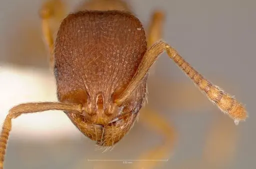 Stenamma punctatoventre specimen CASENT0005818 image casent0005818_2