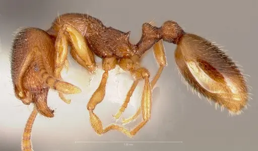 Stenamma punctatoventre specimen CASENT0005818 image casent0005818_3