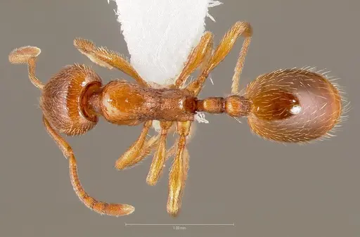 Stenamma punctatoventre specimen CASENT0005819 image casent0005819_1