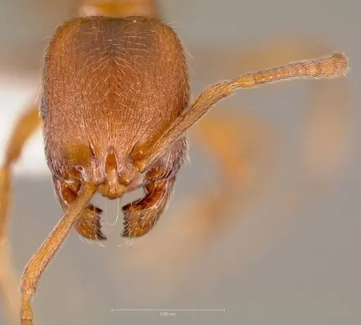 Stenamma punctatoventre specimen CASENT0005819 image casent0005819_2