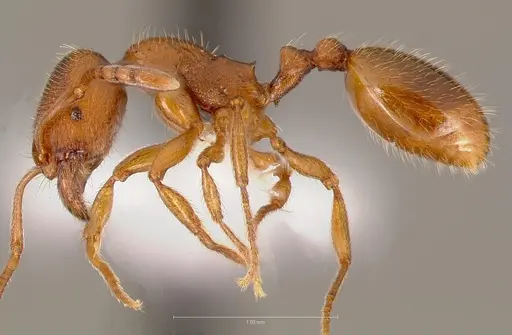 Stenamma punctatoventre specimen CASENT0005819 image casent0005819_3