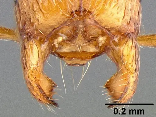 Stenamma punctatoventre specimen CASENT0126072 image casent0126072_1