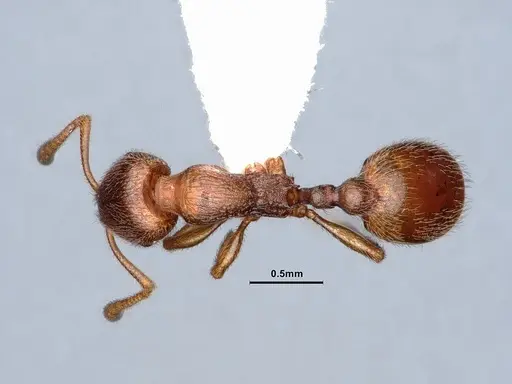 Stenamma punctatoventre specimen CASENT0221099 image casent0221099_1