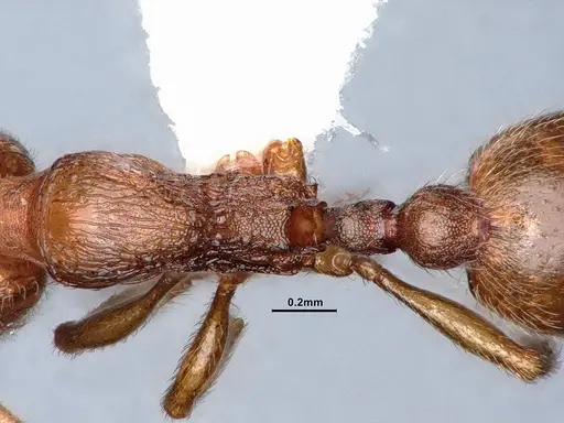 Stenamma punctatoventre specimen CASENT0221099 image casent0221099_2