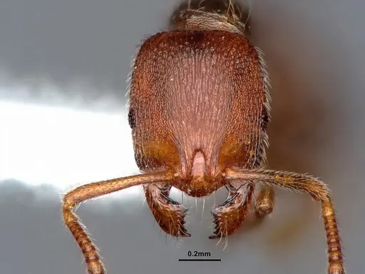 Stenamma punctatoventre specimen CASENT0221099 image casent0221099_3