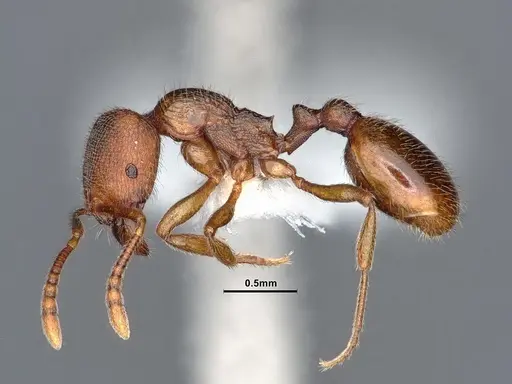 Stenamma punctatoventre specimen CASENT0221099 image casent0221099_4
