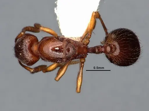 Stenamma punctatoventre specimen CASENT0761051 image casent0761051_1