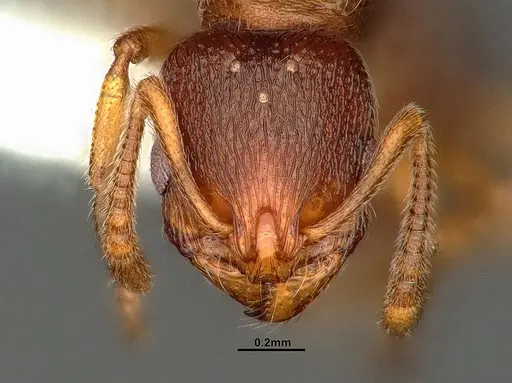 Stenamma punctatoventre specimen CASENT0761051 image casent0761051_2
