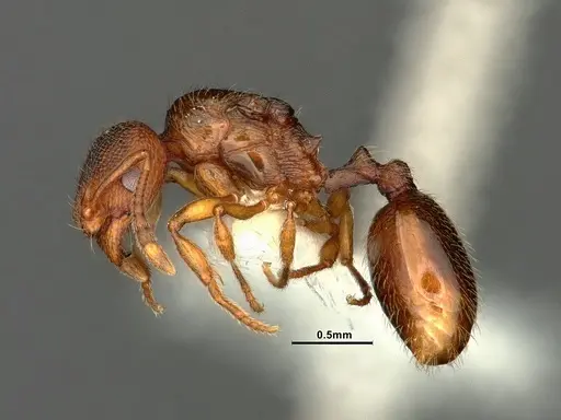 Stenamma punctatoventre specimen CASENT0761051 image casent0761051_3