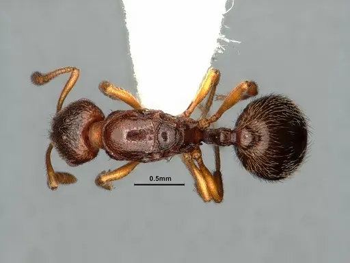 Stenamma punctatoventre specimen CASENT0862226 image casent0862226_1