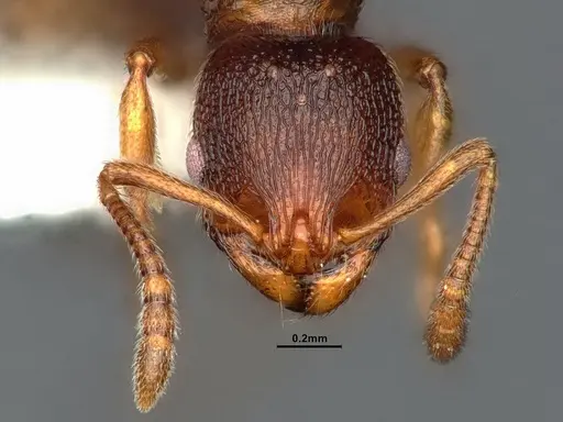 Stenamma punctatoventre specimen CASENT0862226 image casent0862226_2