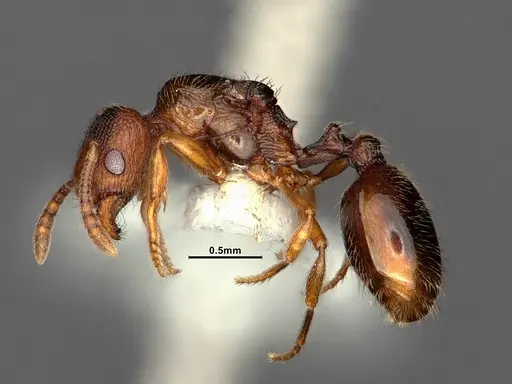 Stenamma punctatoventre specimen CASENT0862226 image casent0862226_3