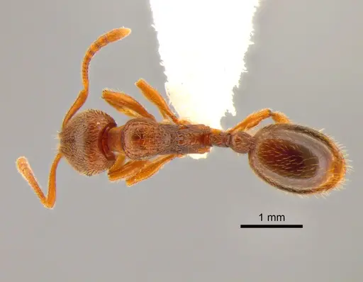 Stenamma punctatoventre specimen CASENT0882254 image casent0882254_1