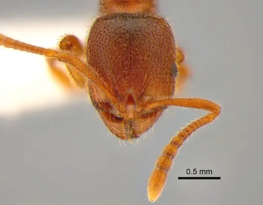 Stenamma punctatoventre specimen CASENT0882254 image casent0882254_2