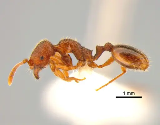 Stenamma punctatoventre specimen CASENT0882254 image casent0882254_3