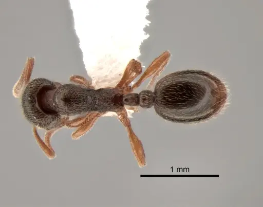 Stenamma punctatoventre specimen CASENT0882263 image casent0882263_1