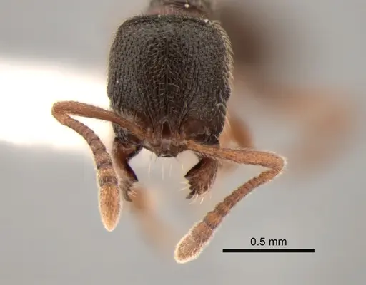 Stenamma punctatoventre specimen CASENT0882263 image casent0882263_2