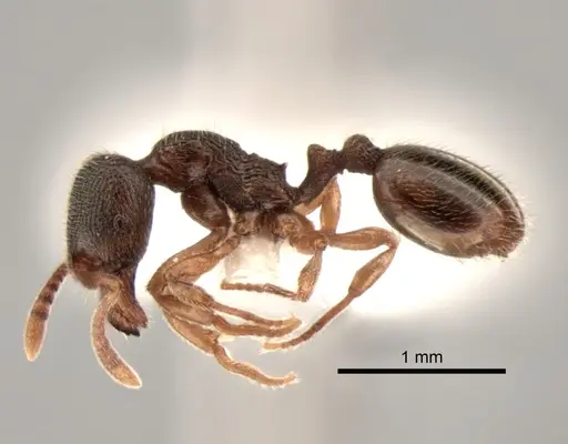 Stenamma punctatoventre specimen CASENT0882263 image casent0882263_3