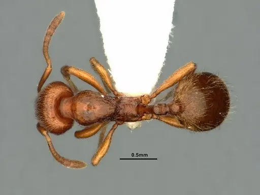 Stenamma punctatoventre specimen CASENT0883450 image casent0883450_1