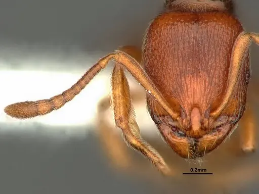 Stenamma punctatoventre specimen CASENT0883450 image casent0883450_2