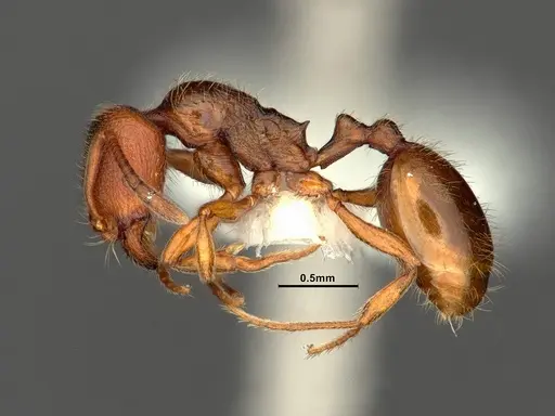Stenamma punctatoventre specimen CASENT0883450 image casent0883450_3
