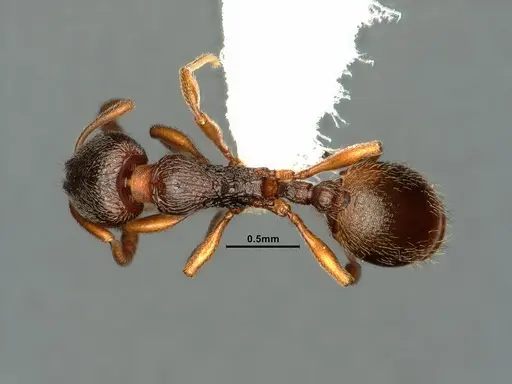 Stenamma punctatoventre specimen CASENT0883451 image casent0883451_1