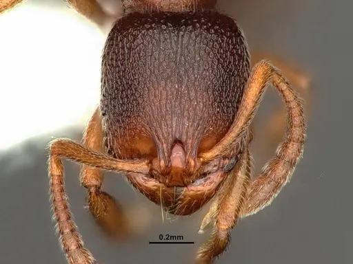 Stenamma punctatoventre specimen CASENT0883451 image casent0883451_2