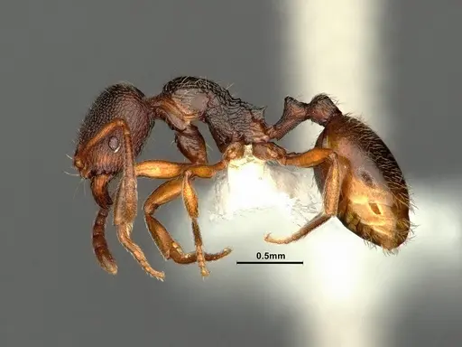 Stenamma punctatoventre specimen CASENT0883451 image casent0883451_3