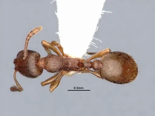 Stenamma punctatoventre specimen CASENT0884241 image casent0884241_1