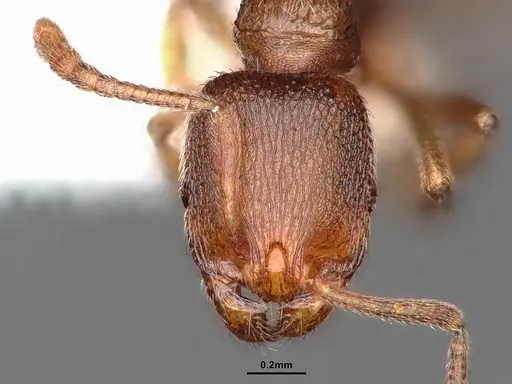 Stenamma punctatoventre specimen CASENT0884241 image casent0884241_2