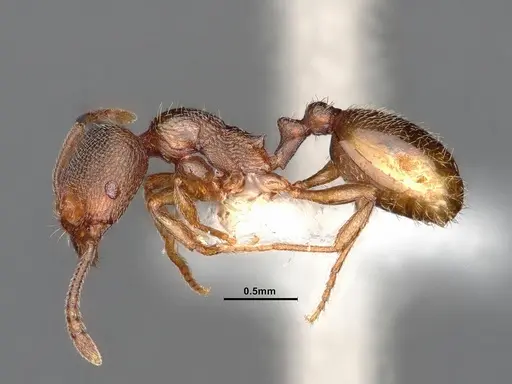 Stenamma punctatoventre specimen CASENT0884241 image casent0884241_3