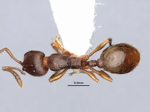 Stenamma punctatoventre specimen CASENT0884247 image casent0884247_1