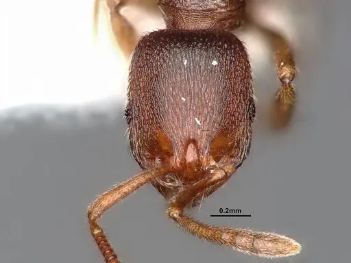 Stenamma punctatoventre specimen CASENT0884247 image casent0884247_2